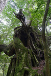 Yakushima01.jpg