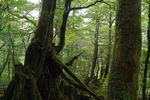 Yakushima04.jpg
