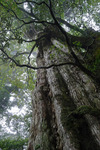 Yakushima05.jpg